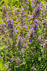 Naklejka premium Purple flowers with green grass