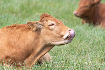 Fototapeta premium Brown Cow Licking its Nose
