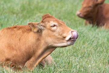Brown Cow Licking its Nose