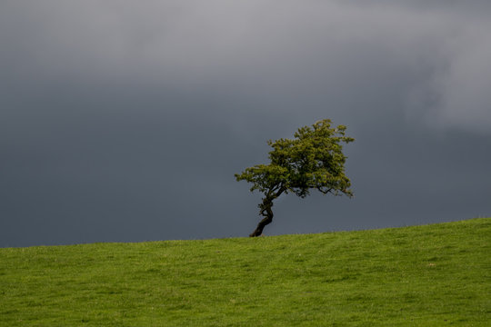 One Tree on a Hill Alone in Stormy Skies