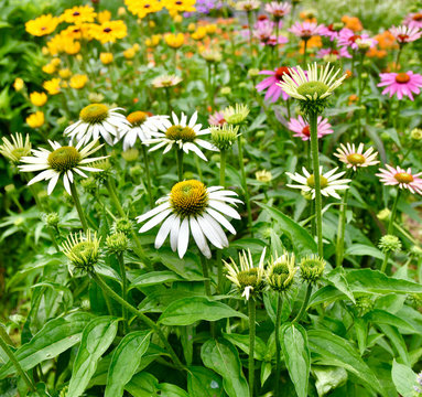 A colorful garden.planted to attract and benefit pollinators.