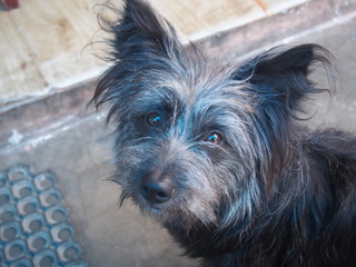 Cute black dog staring at me, Kathmandu, Nepal