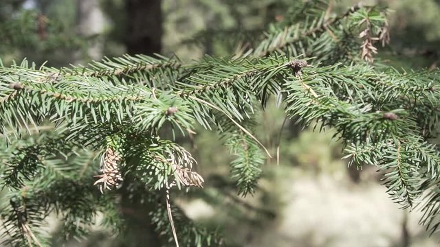 Bosque de Pino y Oyamel