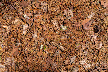 Textured ground in forest covered in brown pine needles	