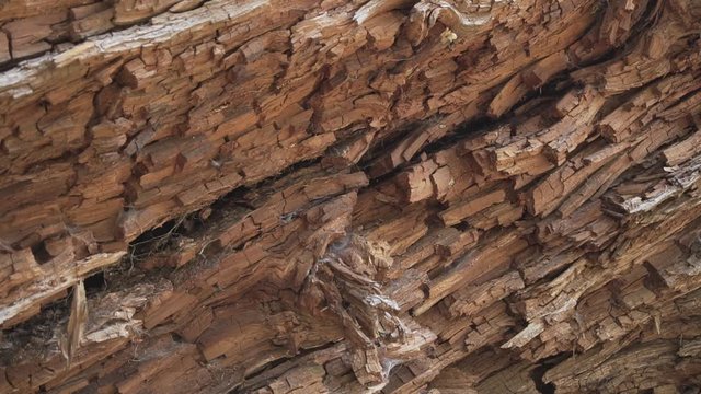 Bosque de Pino y Oyamel