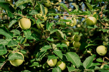 green apple tree