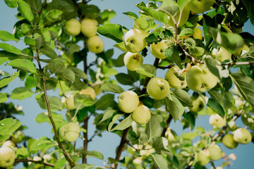 green apples on tree
