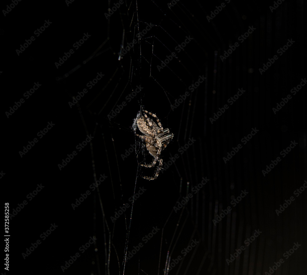 Wall mural spider on black background