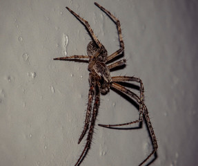spider on wall 