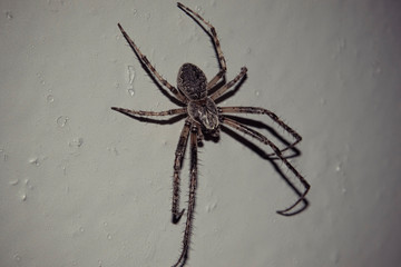 spider on wall 