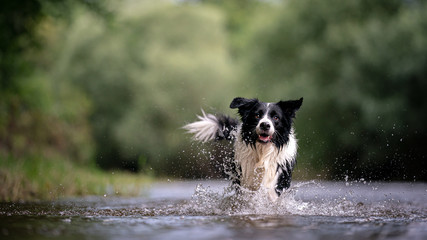 border collie playing with water