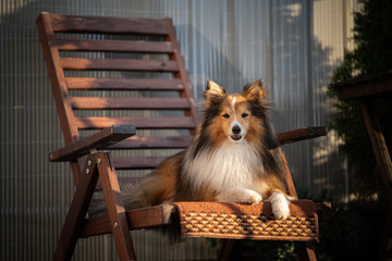 Obraz na płótnie Canvas dog on the porch