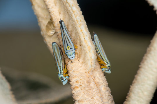 Group of insects stangin on a plant