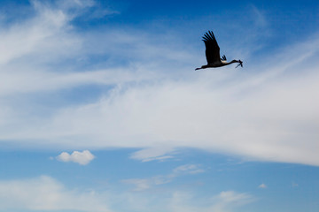 A single stork bird flies in high blue sky with beautiful clouds to nest with twigs in beak