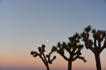 Fototapeta na wymiar California- Close Up of Joshua Trees at Sunset in the National Park