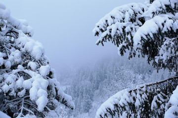 Beautiful winter landscape in the mountains with big spruce branches covered with snow, Alps, Chamonix