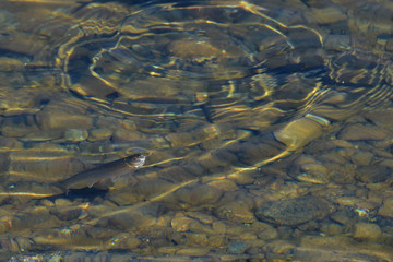 A lake whitefish (Coregonus clupeaformis) slurps a mosquito from the surface of crystal-clear Summit Lake along Alaska's Richardson Highway.