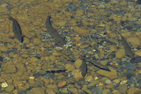 Lake whitefish (Coregonus clupeaformis) congregate in the crystal-clear water of Summit Lake along Alaska's Richardson Highway.
