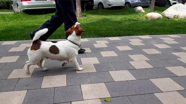 Happy terrier puppy plays outdoors in park
