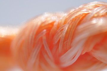 macro image of plastic rope