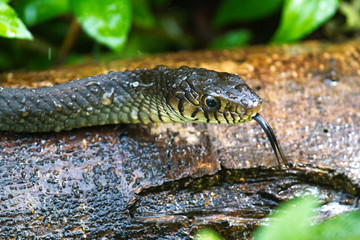 A Rat Snake tries to find shelter from the rain.