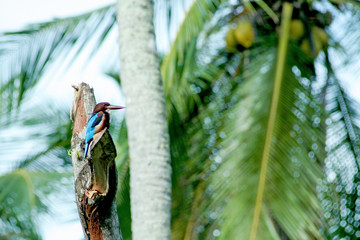 This white throated kingfisher is at a very good vantage point to look for prey.