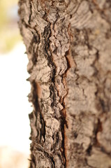 macrophotography image of wooden texture 