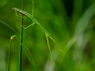 カマキリ