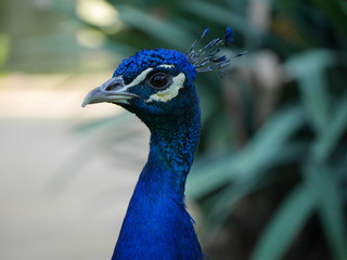 Naklejka premium COMMON PEAFOWL