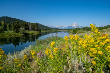 View of the Grand Tetons mountains as seen from Oxbow Bend, with defocused wildflowers in foreground