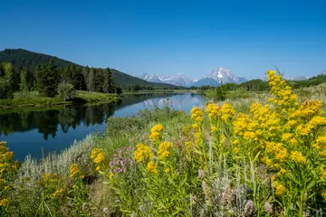 Peel and stick wall murals Teton Range View of the Grand Tetons mountains as seen from Oxbow Bend, with defocused wildflowers in foreground