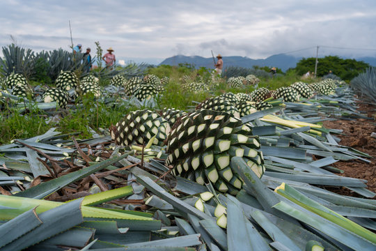 Grandes bolas de agave est&aacute;n en el suelo del campo en Tequila Jalisco.