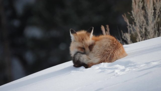 winter high frame rate clip of a red fox looking around then resting on snow in yellowstone national park of wyoming, usa