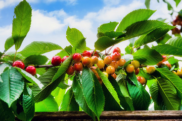 Sweet cherries on branch