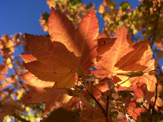 Beautiful maple leaves, on a sunny autumn day, with teh blue sky above