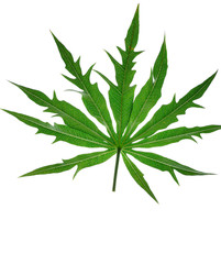 Fototapeta na wymiar cannabis leaf isolated on white background
