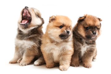 three spitz puppies are on white background