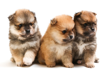 three spitz puppies are on white background