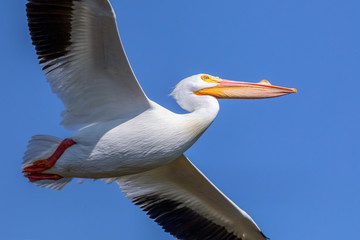 A beautiful adult American white pelican in breeding condition is soaring against a deep blue Florida sky over Ding Darling National Wildlife Refuge on Sanibel Island.