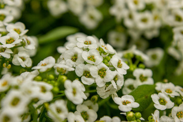 Flores