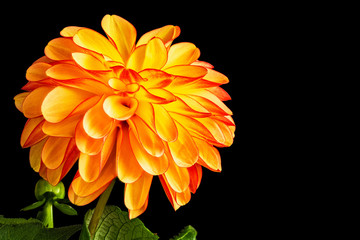 Single Yellow/Orange Dahlia Flower Isolated on Black Background.