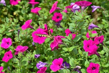 満開のペチュニアの蜜を吸うキアゲハ