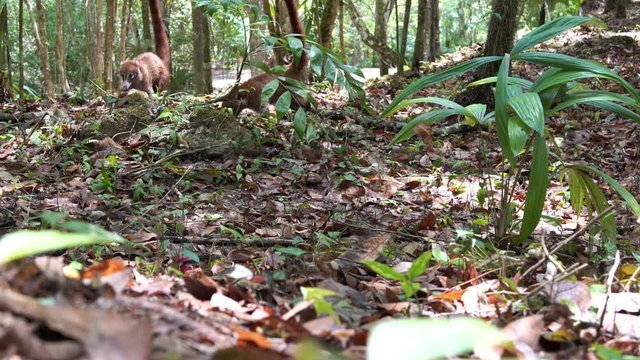 Coati Family Searching For Food On A Forest