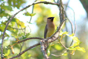 Cedar Waxwing