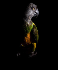 black and yellow macaw
