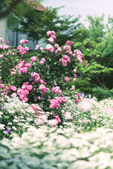Obraz premium ガーデンの花
