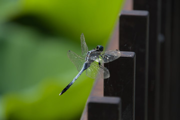 柵にとまったシオカラトンボ