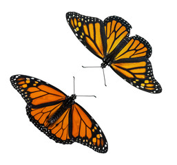 Fototapeta na wymiar Male and female Monarch butterflies (Danaus plexippus) wings open isolated on white background
