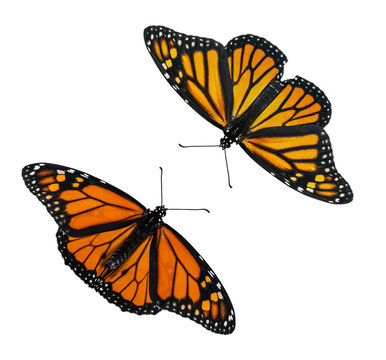 Male and female Monarch butterflies (Danaus plexippus) wings open isolated on white background