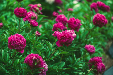 しっとりした芍薬